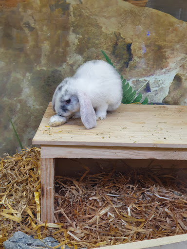 Kaninchen verkaufen Mannheim