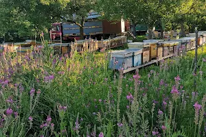 Honey-Land Stupina Moldovan image