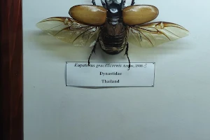 Insect museum image