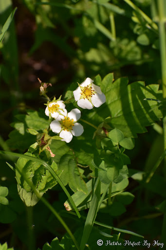 Nature Preserve «Pine Bend Bluffs Scientific and Natural Area (SNA)», reviews and photos, 111th St E, Inver Grove Heights, MN 55077, USA