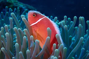 Bali Coral Dive Center image