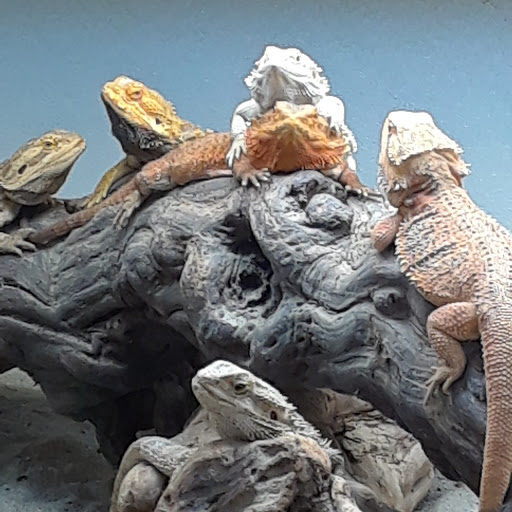 Zoo «The Reptile Zoo», reviews and photos, 18818 Brookhurst St, Fountain Valley, CA 92708, USA