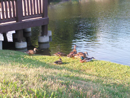 Park «Victoria Park», reviews and photos, 3051 W Northgate Dr, Irving, TX 75062, USA