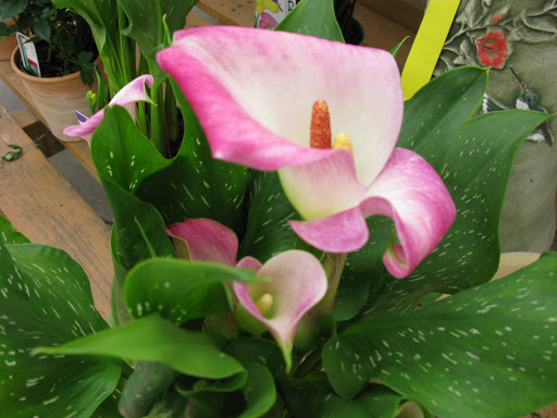 Florist «Ray Hunter Florist & Garden», reviews and photos, 16153 Eureka Rd, Southgate, MI 48195, USA