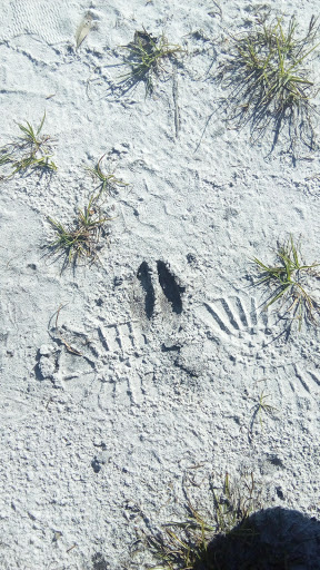 Nature Preserve «Triple Creek Nature Preserve», reviews and photos, 13112 Balm Boyette Rd, Riverview, FL 33579, USA