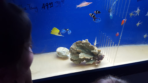 Pet Store «Aqua Workz Aquarium», reviews and photos, 8125 Belvedere Ave, Sacramento, CA 95826, USA