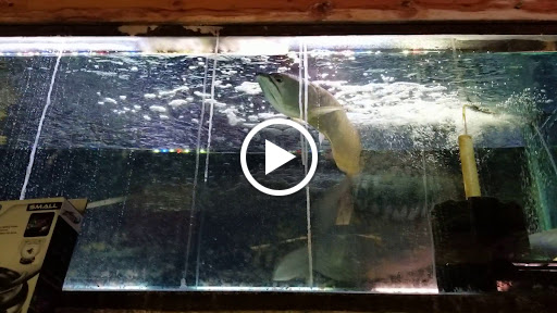 Tropical Fish Store «Midway Tropical Fish & Pets», reviews and photos, 24101 Pacific Hwy S, Kent, WA 98032, USA