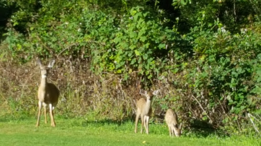 Golf Course «Del Norte Golf Course», reviews and photos, 130 Club Dr, Crescent City, CA 95531, USA