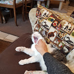 Photo n°3 de l'avis de Anne.o fait le 09/11/2018 à 14:27 sur le  Cat Café Miezhaus / Bielefeld à Bielefeld