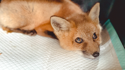 Arctic Fox Daily Wildlife Rescue, Inc.