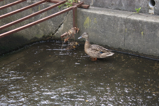 Park «Post Park», reviews and photos, 451 Unqua Rd, Massapequa Park, NY 11762, USA