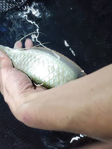 Tropical Fish Store «KHC Aquarium», reviews and photos, 150-1 Northern Blvd, Flushing, NY 11354, USA