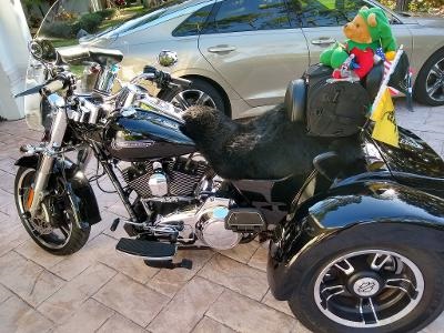 Motorcycle Shop «Southwest Cycle», reviews and photos, 620 NE 15th Ave #1, Cape Coral, FL 33909, USA