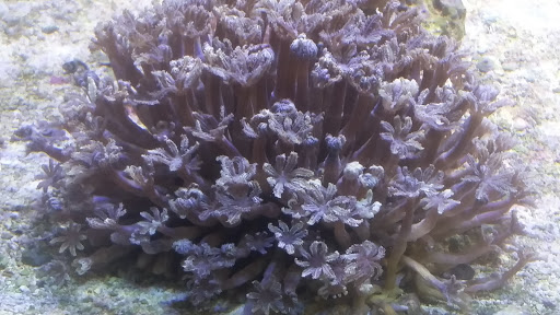 Tropical Fish Store «Saltwater Paradise», reviews and photos, 1313 W Airport Fwy, Irving, TX 75062, USA