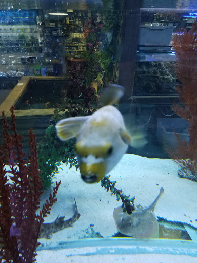 Aquarium Shop «Exotic Aquariums», reviews and photos, 7399 Bird Rd, Miami, FL 33155, USA