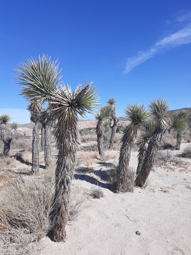 Desert Pines Wildlife Sanctuary