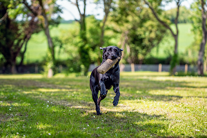 Hanchett Meadow Secure Dog Field image