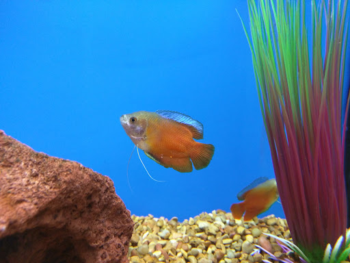 Pet Supply Store «Petco Animal Supplies», reviews and photos, 3012 Bridgepointe Pkwy, San Mateo, CA 94404, USA