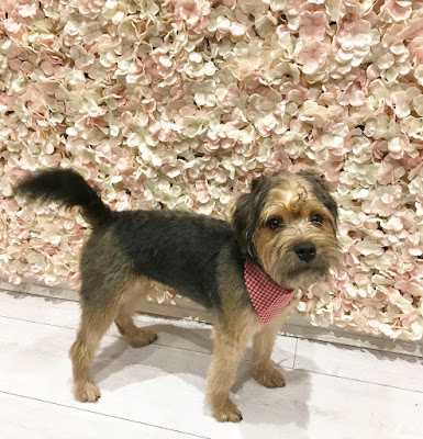 FurBox Dog Grooming Salon & Spa