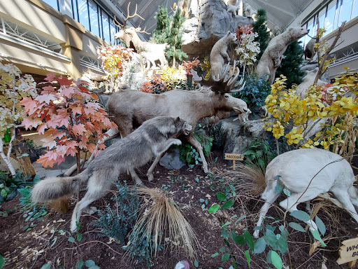 Sporting Goods Store «SCHEELS», reviews and photos, 1850 Adams St, Mankato, MN 56001, USA