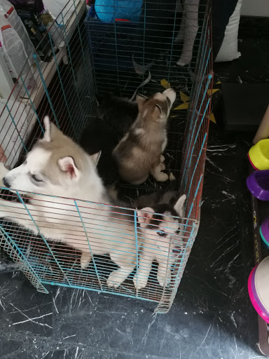 Criaderos de perros en Guadalajara