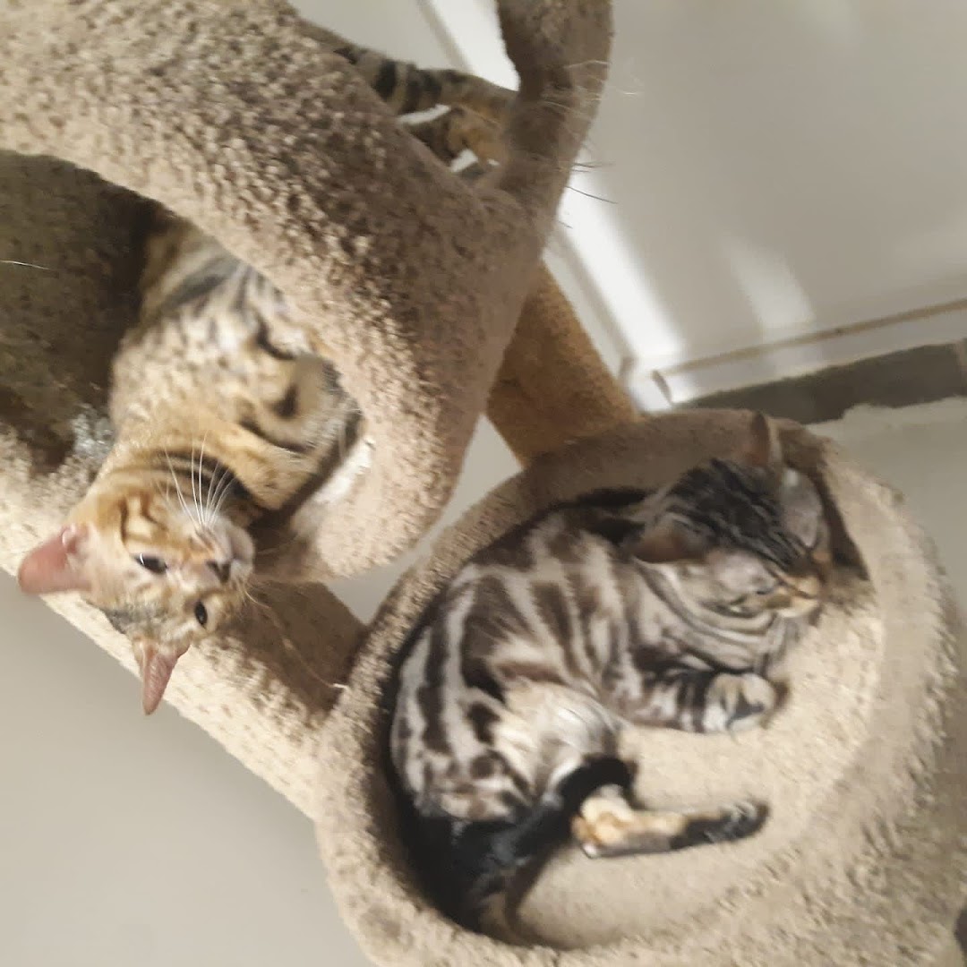 Fatcat Bengals