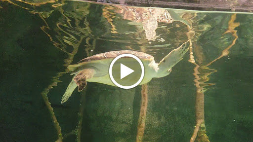 Aquarium «Wonders Of Wildlife National Museum & Aquarium», reviews and photos, 500 W Sunshine St, Springfield, MO 65807, USA