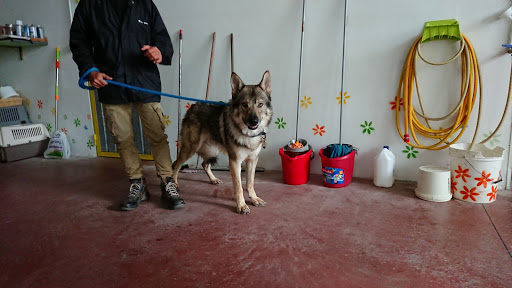 Pensioni per cani e dog hotel a Pensione per Cani e Gatti di Cecchi