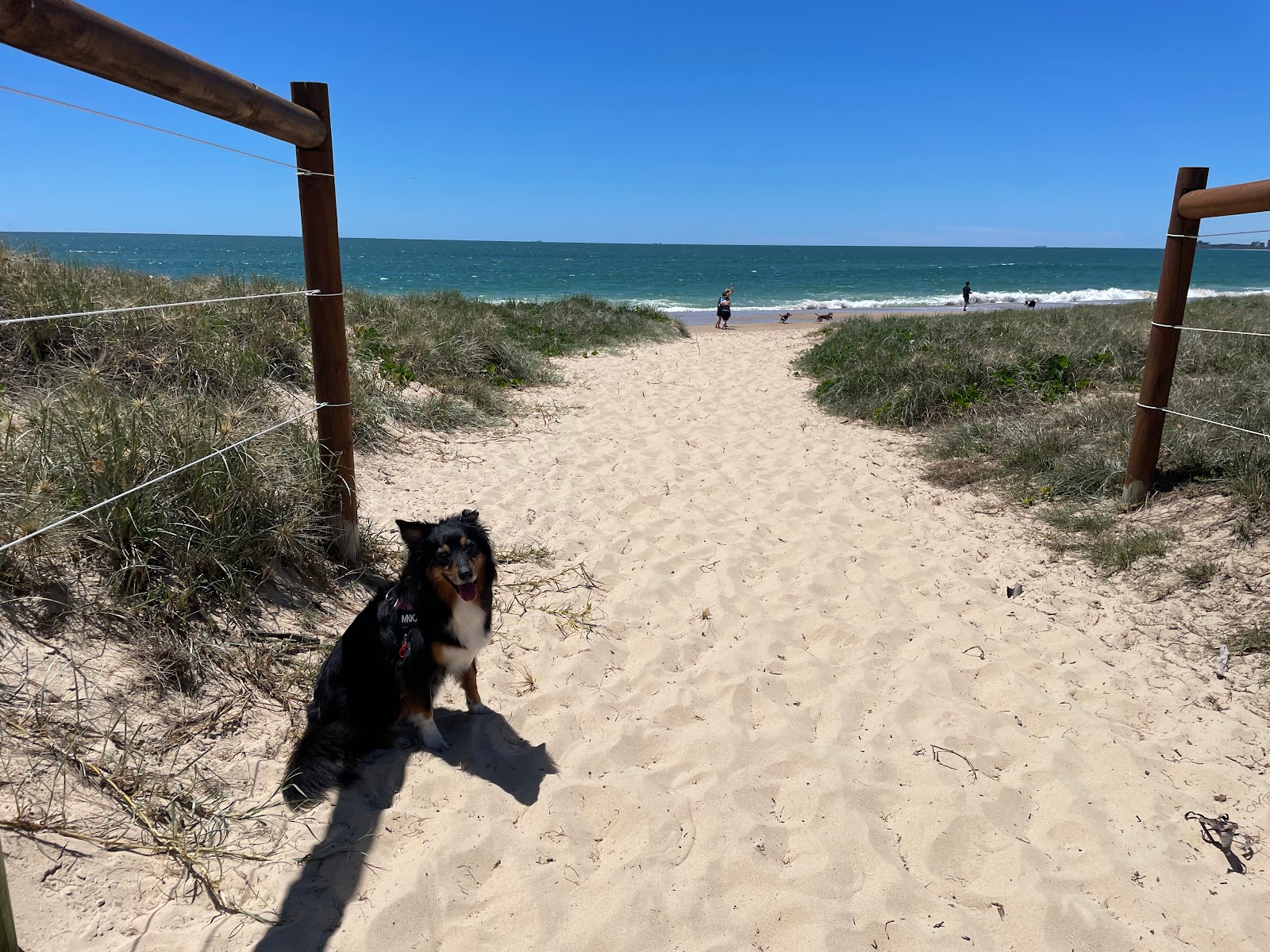 Foto van Mudjimba Dog Beach - goede huisdiervriendelijke plek voor vakantie