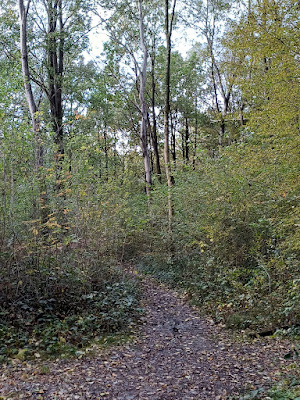 Foret de phalempin à Phalempin