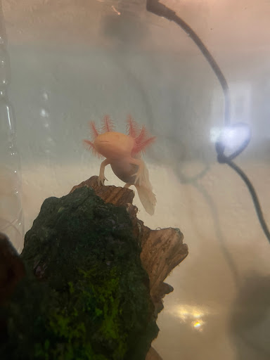 Just Axolotls