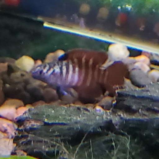 Tropical Fish Store «Aquatic Dog», reviews and photos, 7429 E Iliff Ave, Denver, CO 80231, USA