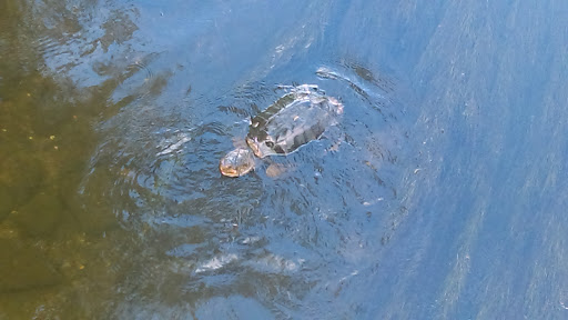 Golf Course «Centerbrook Golf Course», reviews and photos, 5500 Lilac Dr, Brooklyn Center, MN 55430, USA