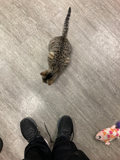 Pet Supply Store «Animal House Pet Supplies», reviews and photos, 733 Phillips Blvd, Sauk City, WI 53583, USA