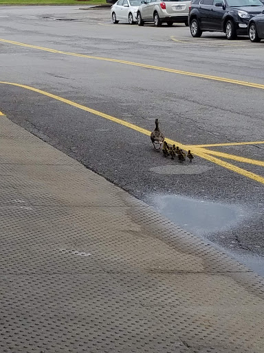 Department Store «T.J. Maxx & HomeGoods», reviews and photos, 717 Boardman Poland Rd, Youngstown, OH 44512, USA