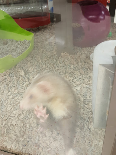 Pet Supply Store «Petco Animal Supplies», reviews and photos, 187 Stonebrook Pl, Jackson, TN 38305, USA