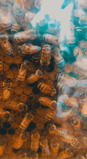 Grocery Store «Kimberton Whole Foods», reviews and photos, 150 E Pennsylvania Ave, Downingtown, PA 19335, USA