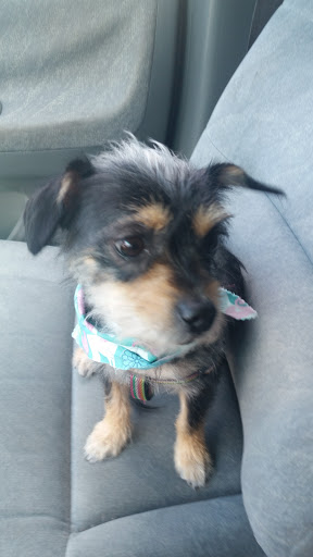 Pet Supply Store «Pet Supplies Plus», reviews and photos, 9143 Little Rd, New Port Richey, FL 34654, USA