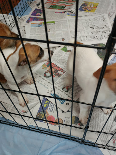 Pet Store «Pet Valu», reviews and photos, 1301 W Skippack Pike, Blue Bell, PA 19422, USA