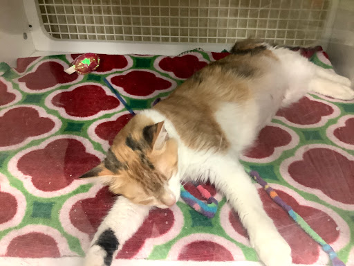 Pet Supply Store «Petco Animal Supplies», reviews and photos, 4913 Main St, Spring Hill, TN 37174, USA