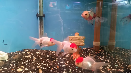 Tropical Fish Store «Golden Fish Aquariums», reviews and photos, 7145 W Colfax Ave, Lakewood, CO 80214, USA