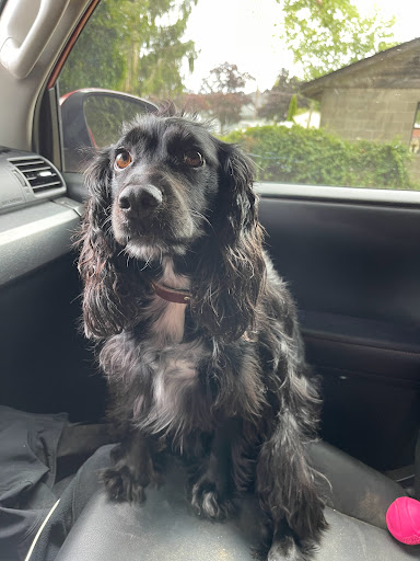 Pet Supply Store «EarthWise Pet Supply & Grooming», reviews and photos, 245 Fries Mill Rd, Blackwood, NJ 08012, USA