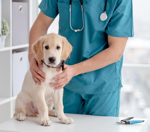 Animal Surgical & Dental Clinic image