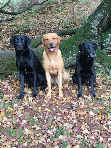 Gloucestershire Gundogs | Gundog Training - Dog trainer