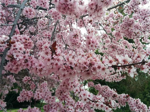 Golf Course «Washoe County Golf Course», reviews and photos, 2601 Foley Way, Reno, NV 89505, USA
