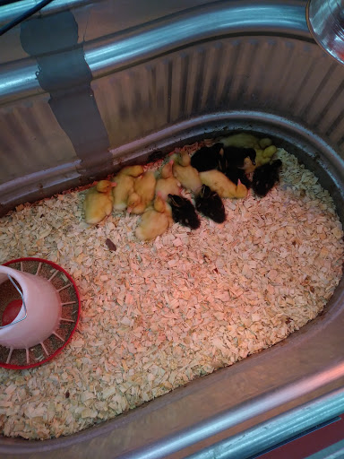 Home Improvement Store «Tractor Supply Co.», reviews and photos, 550 I-35, Pearsall, TX 78061, USA