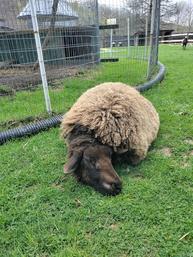 Zoo «Tri-State Zoological Park», reviews and photos, 10105 Cottage Inn Ln NE, Cumberland, MD 21502, USA