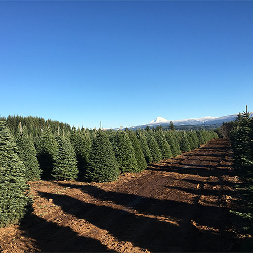 Christmas tree farm Rancho Cucamonga