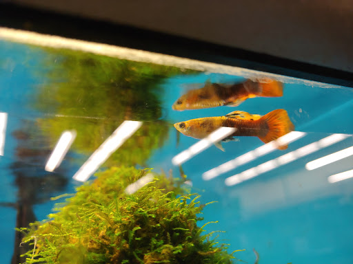 Pet Supply Store «Petco Animal Supplies», reviews and photos, 22000 Dulles Retail Plaza #110, Sterling, VA 20166, USA