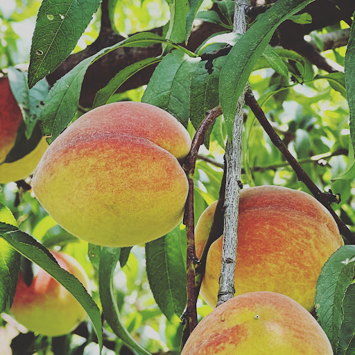 Tourist Attraction «Mitcham Farm», reviews and photos, 797 W Macedonia Church Rd, Oxford, GA 30054, USA